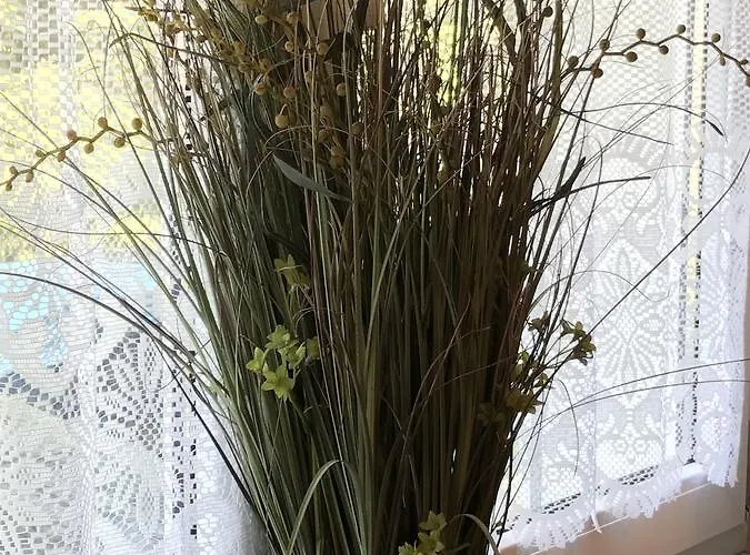 Rosa Malenovice (Moravia-Silesia)